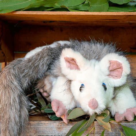 Greater Glider - Endangered Animals Australia