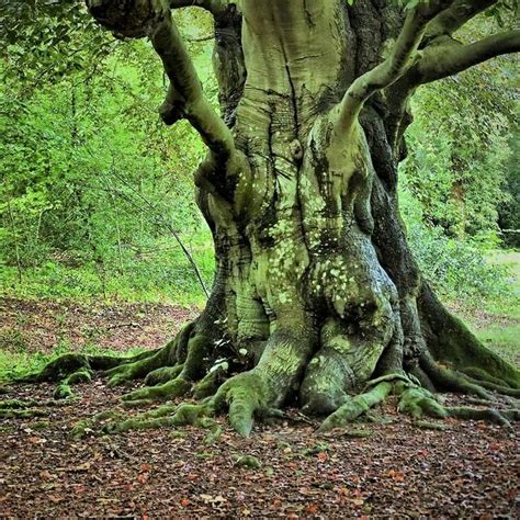 Oude Boom Landgoed In Heerenveen Mit Bildern Baum