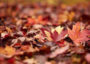 Feuilles de Citronnier Enroulées Découvrez les Causes et Solutions