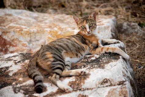 The Sokoke Cat: Interesting Facts About This Unique Breed!