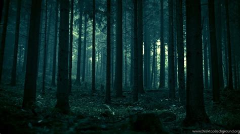 Gloomy Forest Wallpapers - 4k, HD Gloomy Forest Backgrounds on WallpaperBat