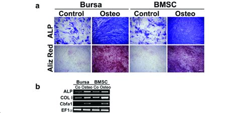 Osteogenic Differentiation Of Bs Cells And Bmscs Cultivation Of Bs