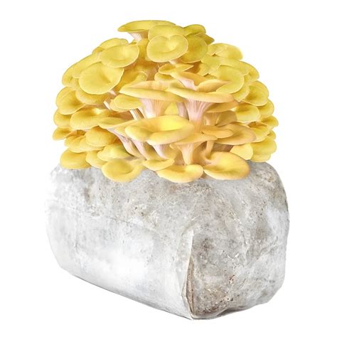 Golden Oyster Mg 3 Mushroom Grow Kit