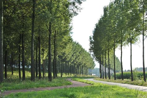 Populus Canadensis Koster Canada Populier Cv Van Den Berk