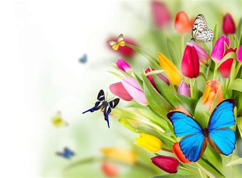 HD Butterfly Garden HD Wallpapers Laptop Wallpaper Wallpapes - High ...