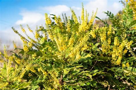 12 Versatile Yellow Flowering Shrubs Youll Love For Bold Garden Colour