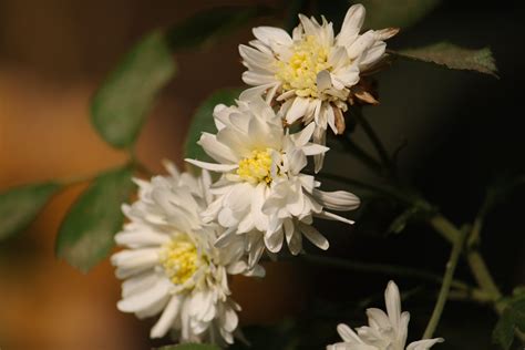 White flowers in a garden - PixaHive