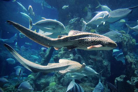 Virgin Birth Chicago Zebra Shark Gave Birth Asexually Inside Aquarium