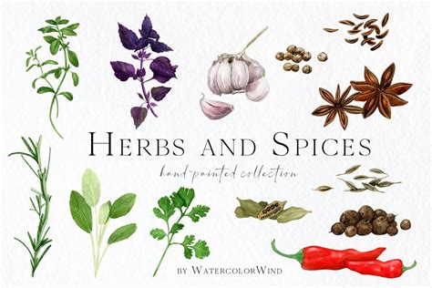 Watercolor Culinary Herbs And Spices Clipart Design Cuts