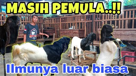 PETERNAK MUDA BONGKAR TUNTAS RAHASIA SUKSES TERNAK KAMBING YouTube