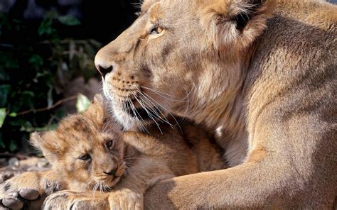 African Lion Cubs With Mother