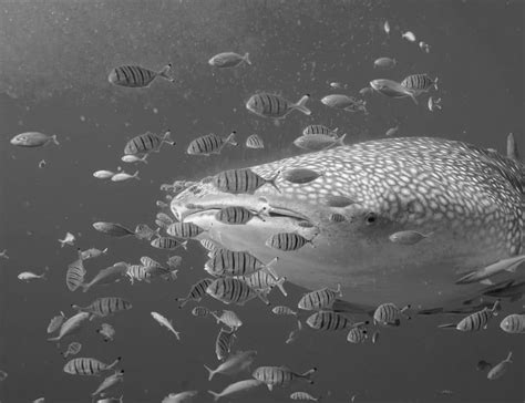 Swim With Giants Discover The Magical World Of Mafia Island Whale