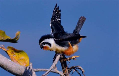 Bird watching Tour - CORBETT TIGER SAFARI