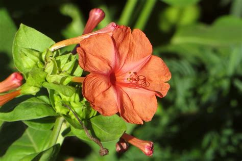 Мирабилис Утренняя Зорька (69 фото) - фото - картинки и рисунки ...