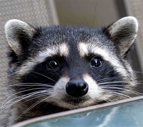 140 Best Pet Raccoon Names (Cute, Funny, & Famous Names)