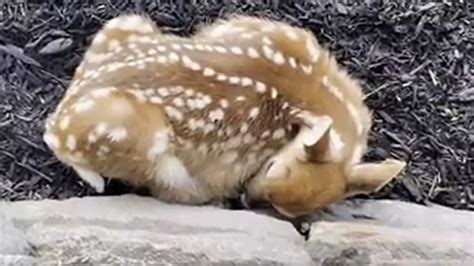 Baby deer sleeping in the yard will make your day. Watch cute animal ...