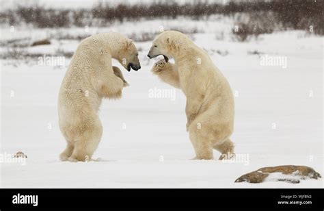 Sparing Osos Polares Dos Osos Polares Jugar Combates Los Osos Polares