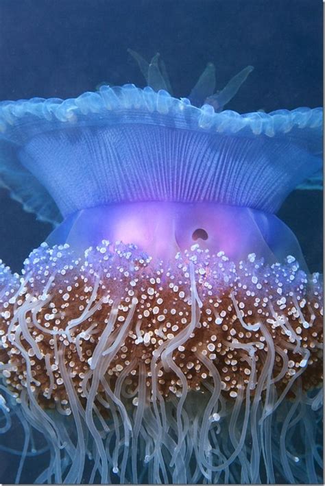 448 best Strange sea creatures images on Pinterest | Marine life ...