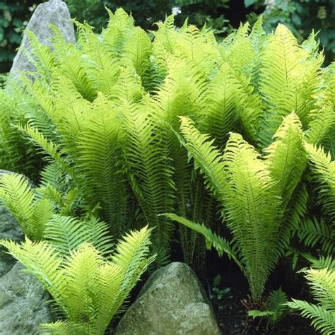 Shade Loving Fern Ostrich Is An Elegant Ground Cover For Moist Areas