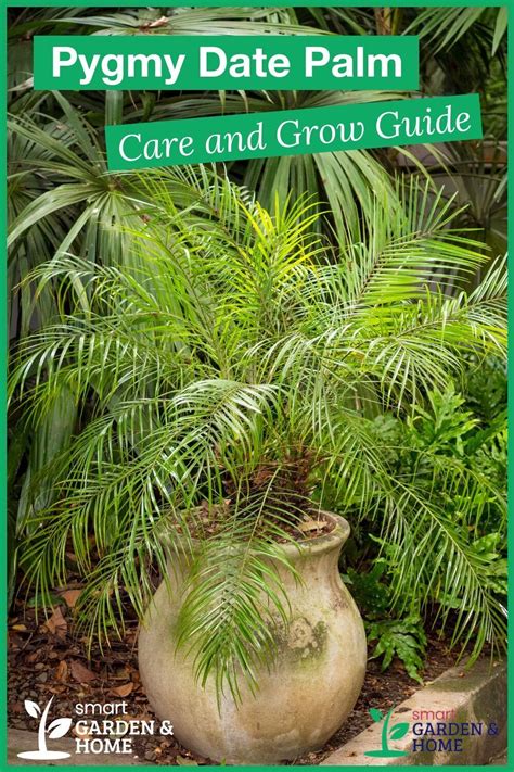 Pygmy date palm tree care and grow guide – Artofit