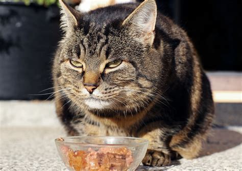 Como Ajudar Seu Gato Obeso A Perder Peso Veja Algumas Dicas Patas