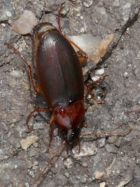 Réf 275084 INSECTA Coleoptera Carabidae Calathus Neocalathus