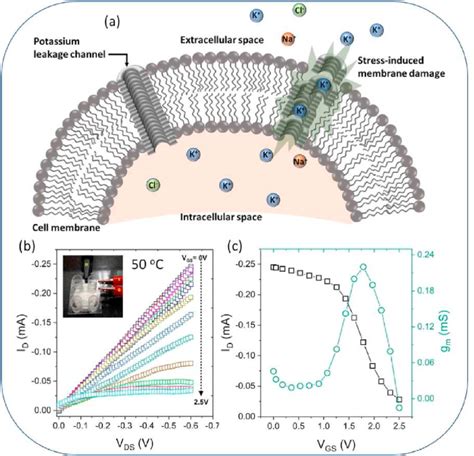 A Illustration Of Hyperthermal Stress Induced Cell Membrane Damage