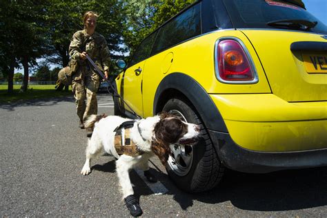 1st Military Working Dog Regiment Tackle Commanders Canine Challenge