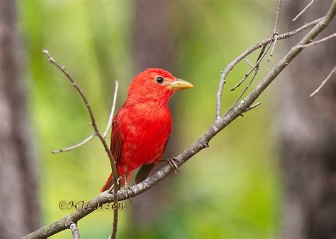 Summer Tanager | BirdForum