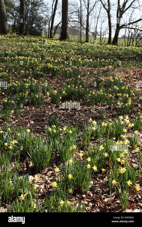 Wild Daffodils In Shaw Common Woodpart Of Dymock Woods In