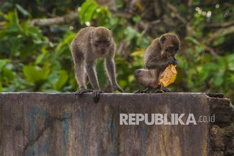 Monyet Ekor Panjang Jarah Perkotaan Banjar Republika Online