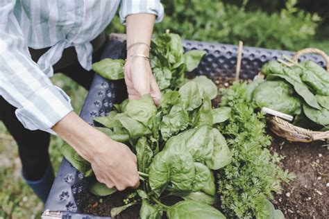 Espinacas Propiedades Beneficios Y Mejores Recetas Manzanaroja Dieta