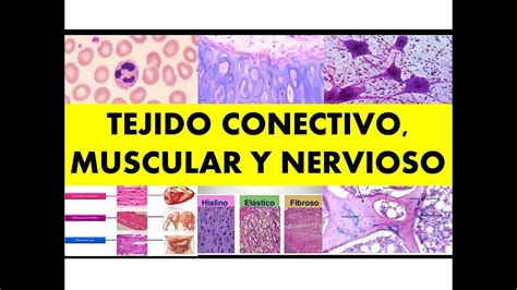 TEJIDO CONECTIVO MUSCULAR Y NERVIOSO por el Dr César Cayo YouTube