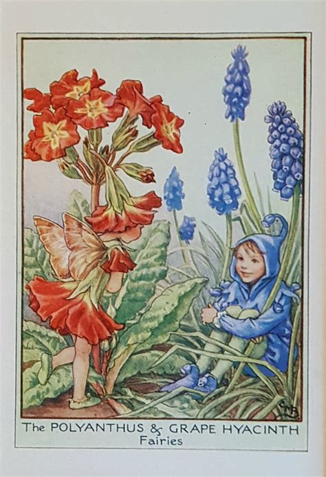 Flower Fairy Mounted Vintage Print Polyanthus And Scilla Garden Fairy