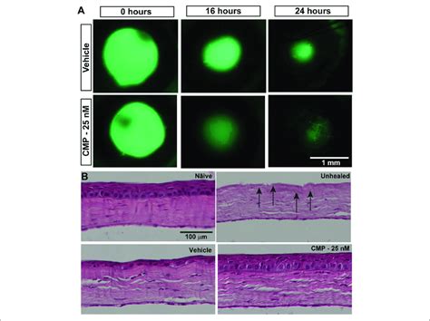 | CMP promotes healing of corneal epithelium in mice. (A)... | Download ...