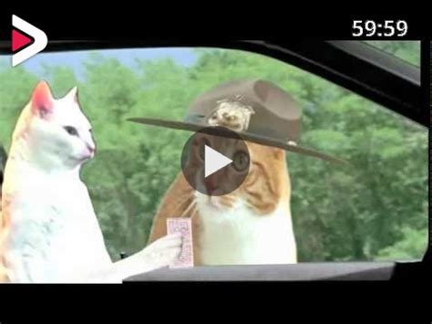 Super Troopers Meow Scene WITH CATS دیدئو dideo