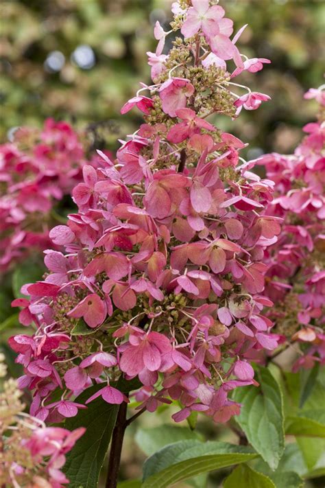 Rispenhortensie Diamant Rouge Hydrangea Kaufland De