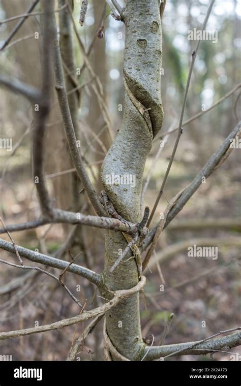 twisted trunk  res stock photography  images alamy