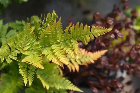 Can Ferns Grow In Sun Fern Gardening