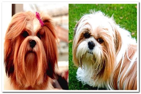 Differences between the Lhasa Apso and the Shih Tzu - Dogsis