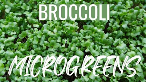 Growing Broccoli Microgreens Full Process Days 1 10 Youtube