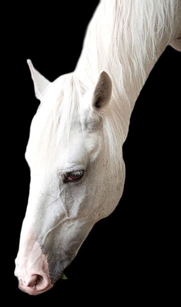 White Horse Stallion Background Black Photo And Picture For Free ...