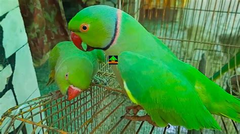 Male And Female Ringneck Talking Parrots Having Fun On Cage Youtube