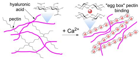 Illustration Of Ca 2 Induced Gel Formation Of Pectic Molecules In The