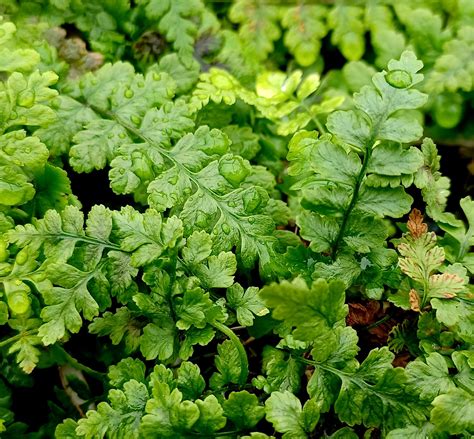 Dryopteris Affinis