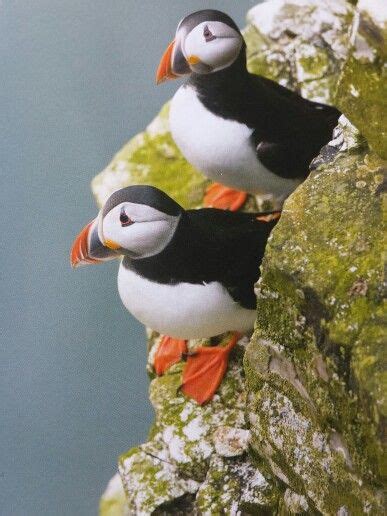 Puffins at Bempton Cliffs | Pet birds, Cute animal pictures, Puffin