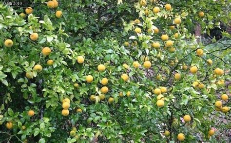 Hardy Orange Citrus Trifoliata Syn Poncirus T 50 100 Seeds 4 00