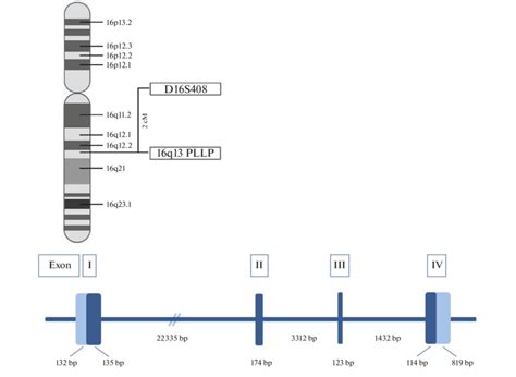 Schematic structure and location of the human PLLP gene. Exons are ...