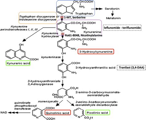 Frontiers Current Evidence For A Role Of The Kynurenine Pathway Of Tryptophan Metabolism In