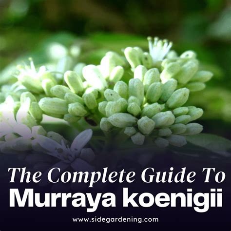 Glimpse Into The World Of Curry Leaves Murraya Koenigii Top 7 Health Benefits Curry Leaves